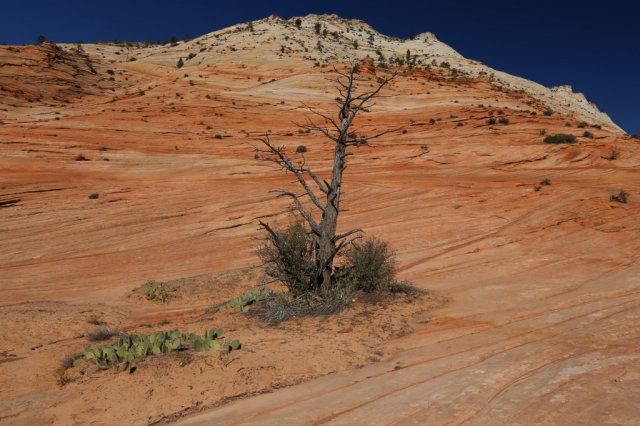 Zion NP