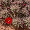 Claret Cup Cactus, Murphy Loop Trail, Canyonlands NP