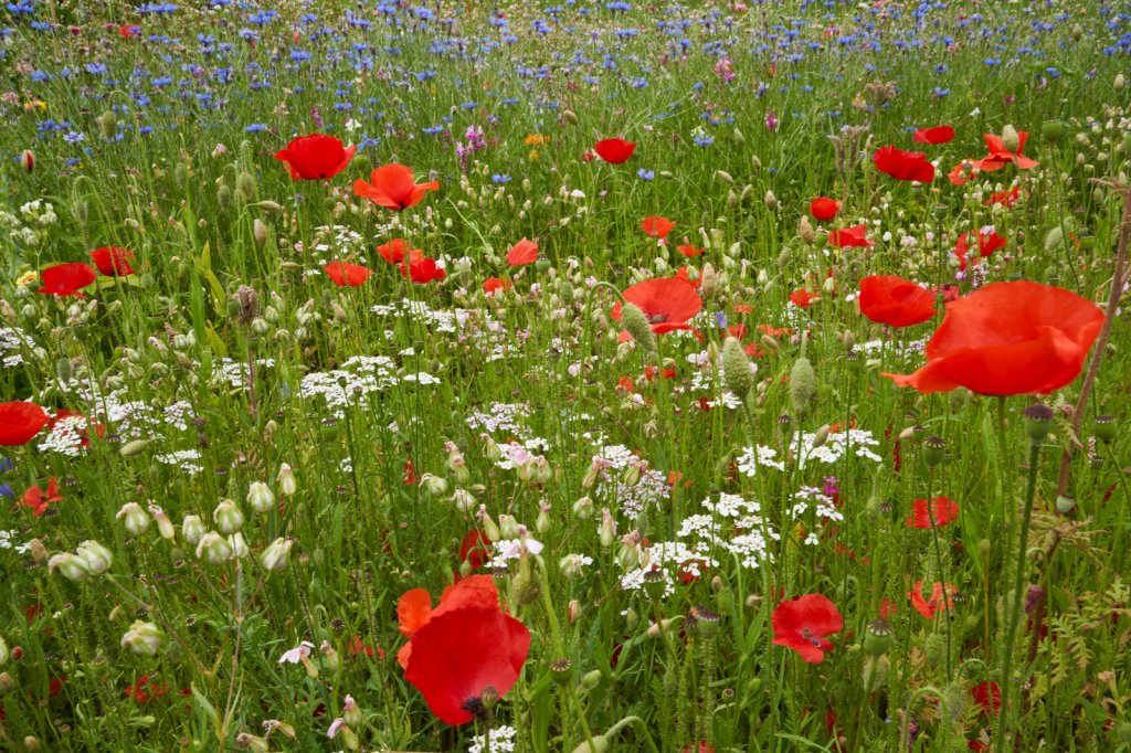 Blumen, Zentrum Paul Klee, Bern
