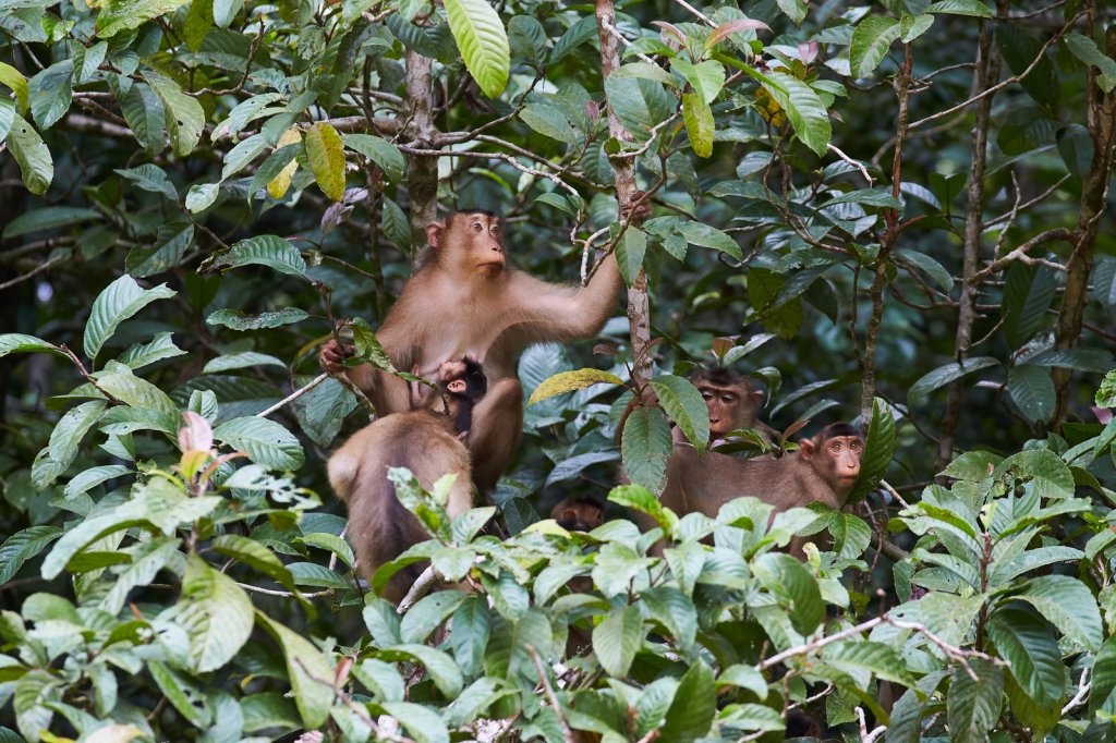 Südl. Schweinsaffen (Pig-Tailed Macaques), Sukau