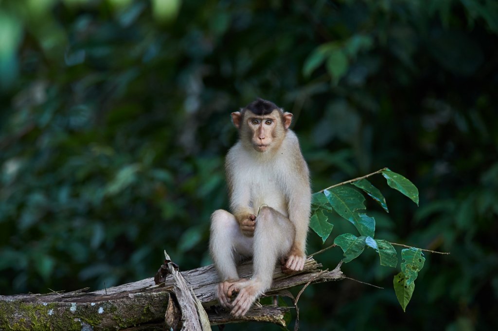 Südl. Schweinsaffe (Pig-Tailed Macaque), Sukau