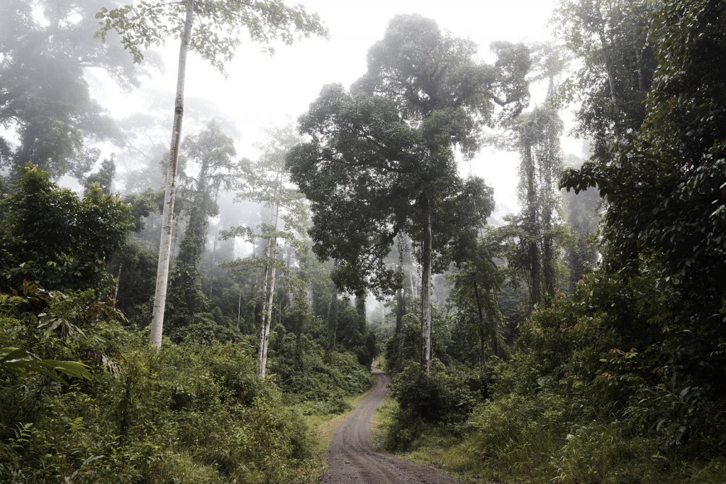 Primärwald, Danum Valley