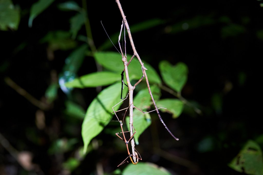 Stabschrecke (Stick Insect), Danum Valley