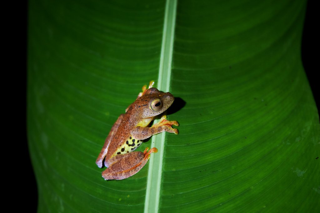 Harlekinfrosch (Harlequin Frog), Danum Valley