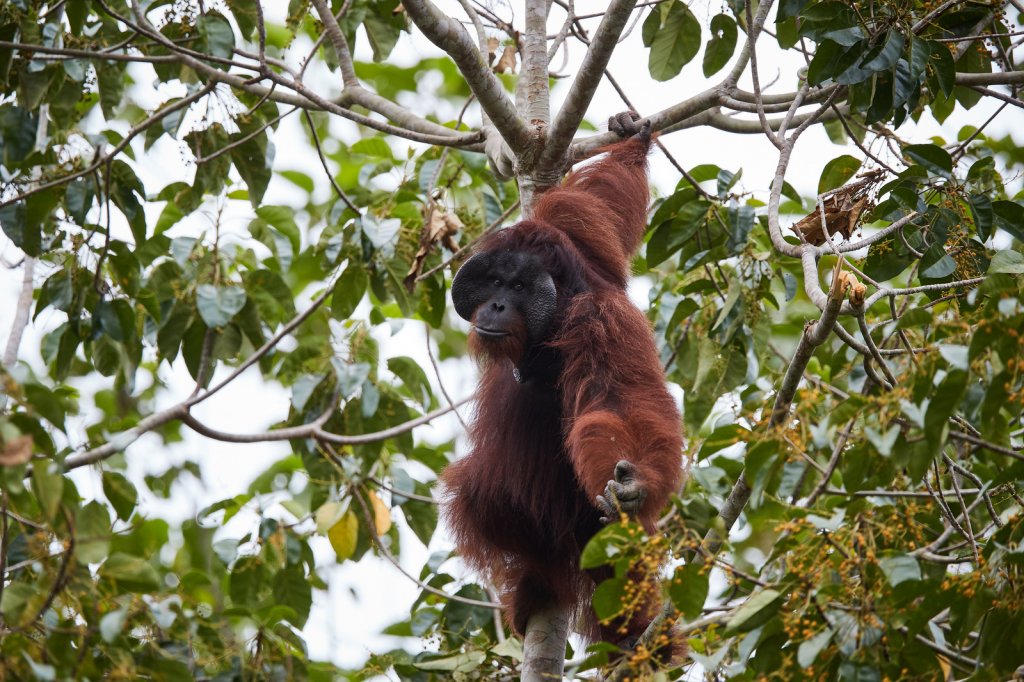 Orang Utan, Tabin