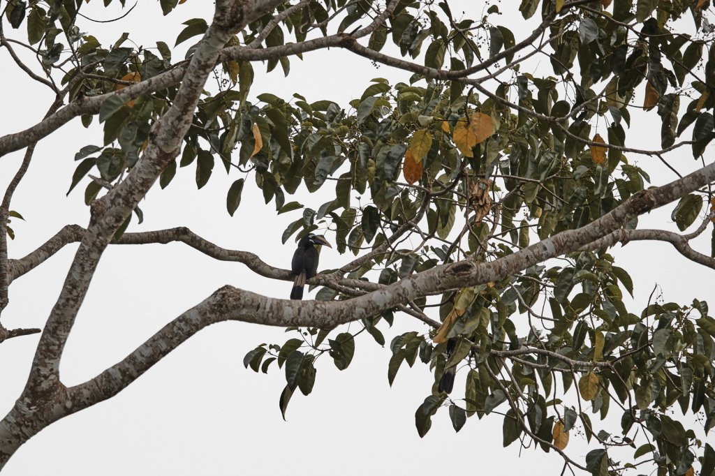 Kurzschopf-Hornvogel (Bushy-crested Hornbill), Tabin