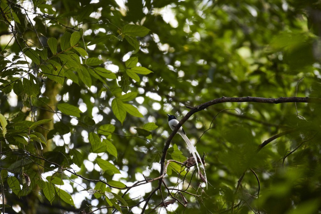 Asiat. Paradiesschnäpper (Asian Paradise-Flycatcher), Danum Valley