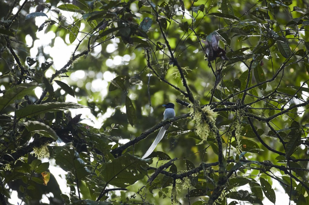 Asiat. Paradiesschnäpper (Asian Paradise-Flycatcher), Danum Valley
