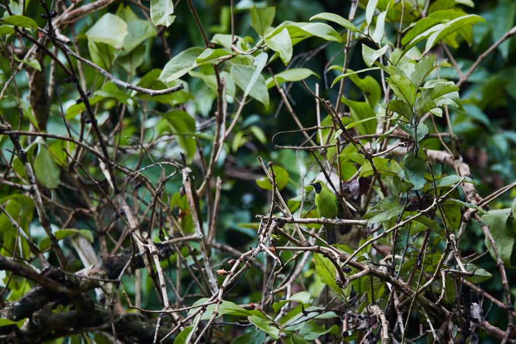 Blaubart-Blattvogel (Lesser Green Leafbird), Danum Valley