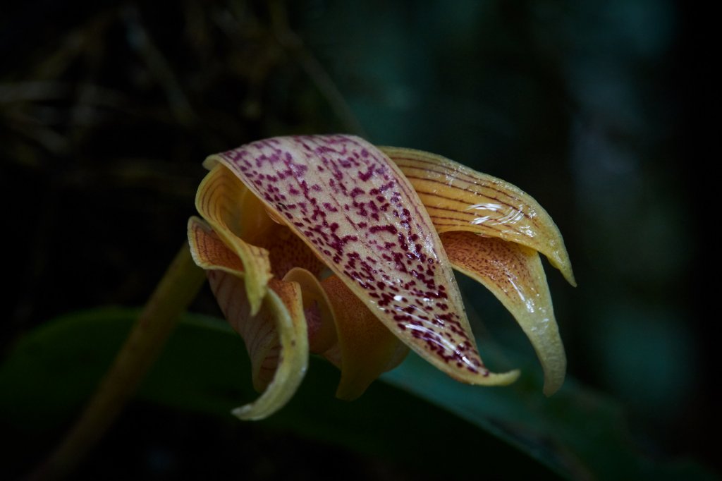 Orchidee, Kinabalu NP