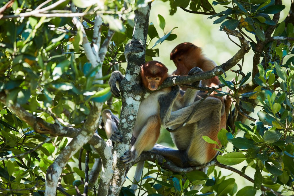 Nasenaffen (Proboscis Monkey), Labuk Bay