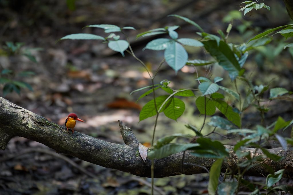 Dschungelzwergfischer (Oriental Dwarf Kingfisher), Sepilok