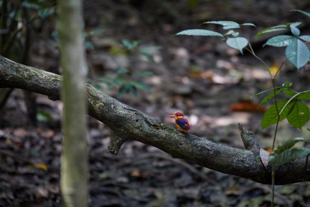Dschungelzwergfischer (Oriental Dwarf Kingfisher), Sepilok