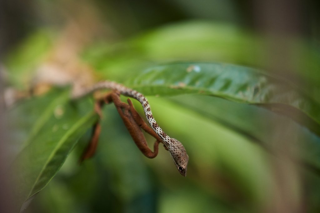 Kielbauchpeitschenschlange (Keel bellied Whip Snake), Sepilok