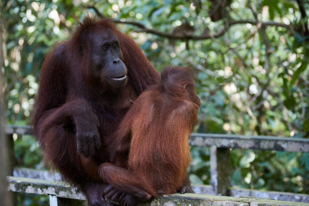 Orang Utans, Sepilok