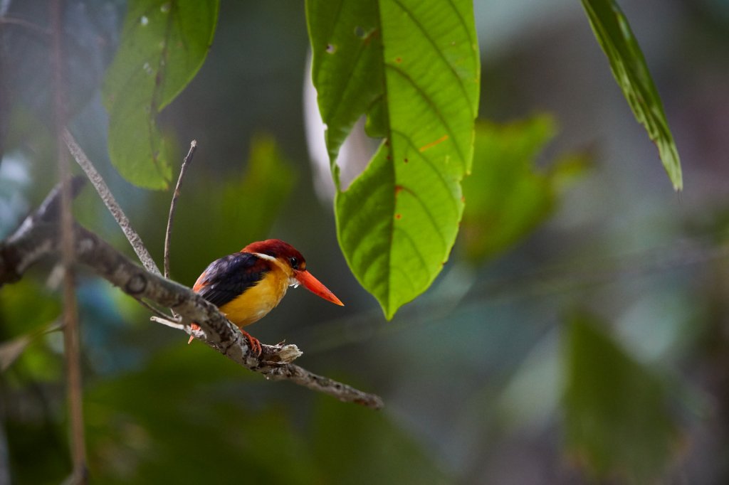 Dschungelzwergfischer (Oriental Dwarf Kingfisher), Sepilok