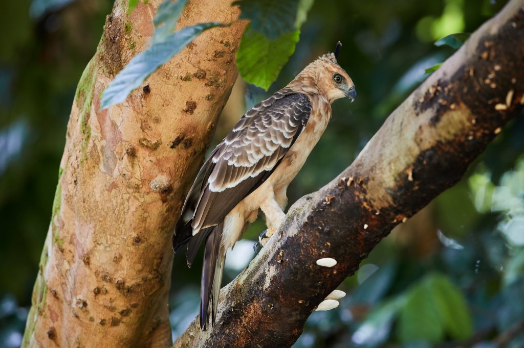 Dschungelhaubenadler (Wallace´s Hawk-Eagle), Sepilok