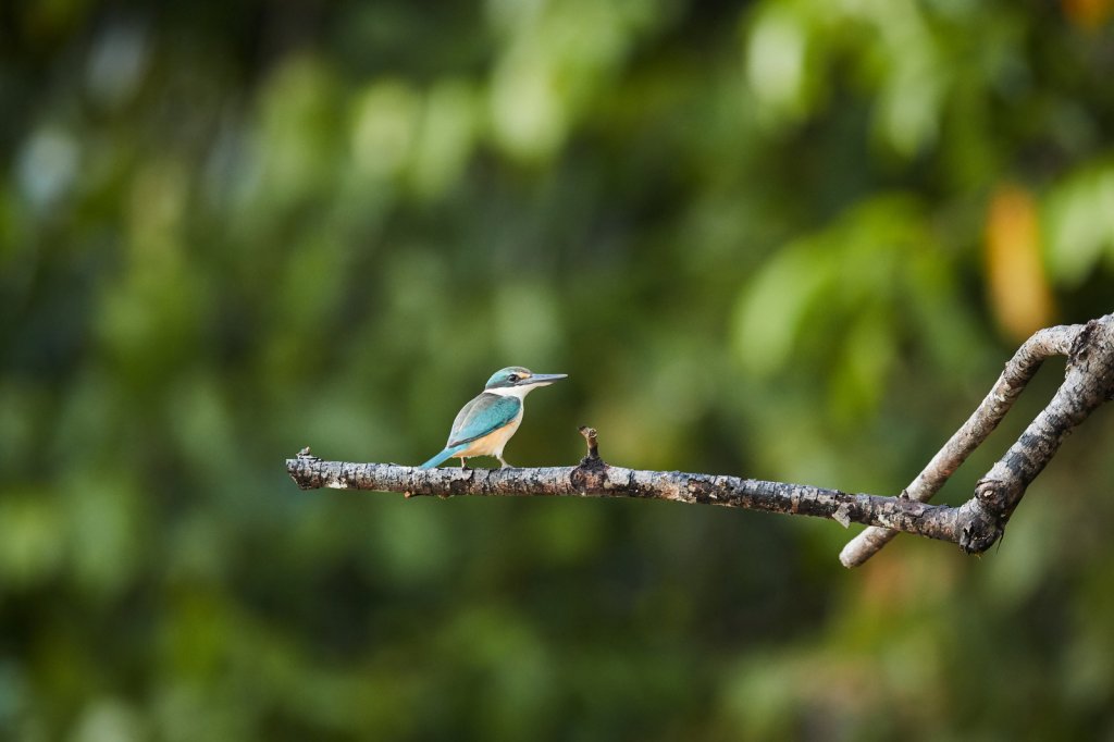 Götzenliest (Sacred Kingfisher), Sukau