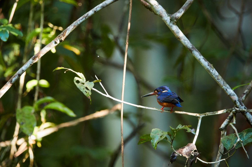 Blauohrliest (Blue-eared Kingfisher), Sukau