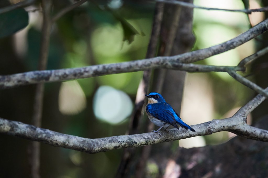 Malaienblauschnäpper (Malaysian Blue-Flycatcher), Sukau