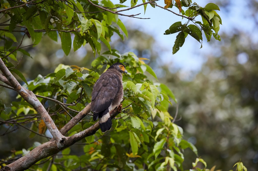 Schlangenweihe (Crested Serpent Eagle), Sukau