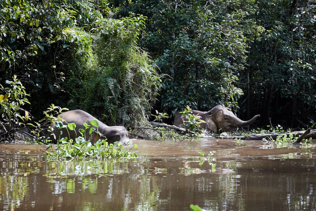 Borneo-Zwergelefanten (Borneo Pygmy Elephants), Sukau