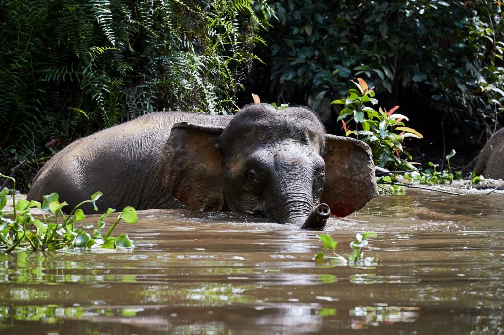 Borneo-Zwergelefant (Borneo Pygmy Elephant), Sukau