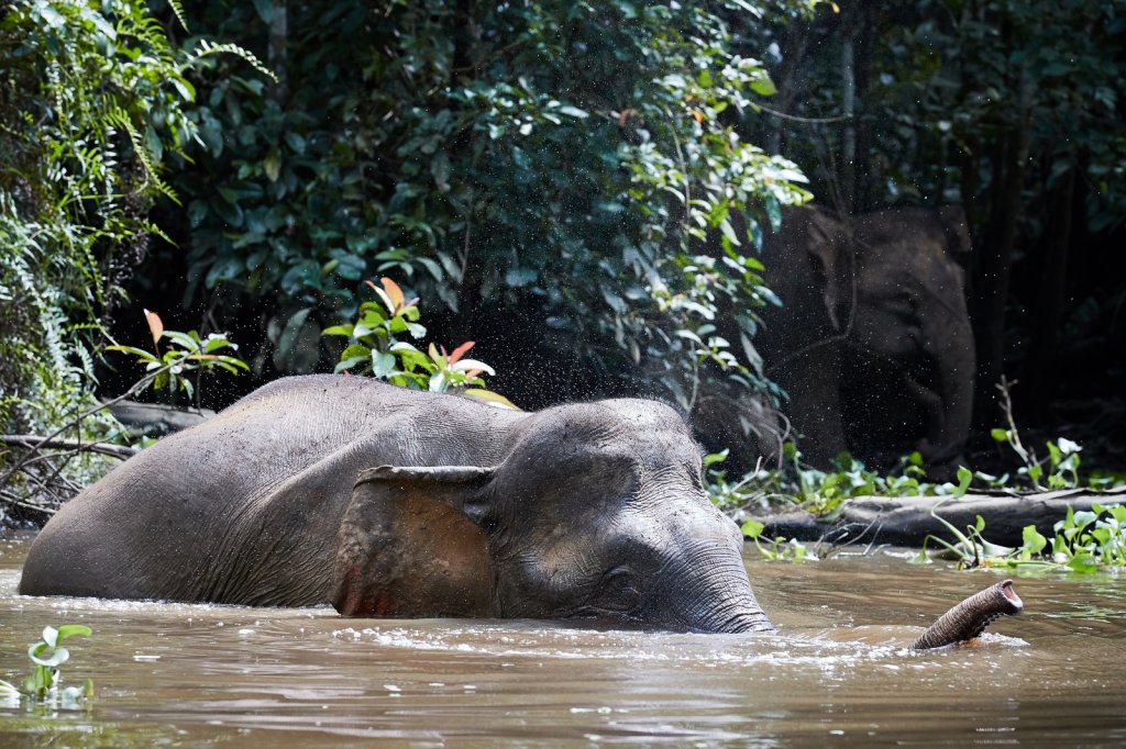 Borneo-Zwergelefanten (Borneo Pygmy Elephants), Sukau