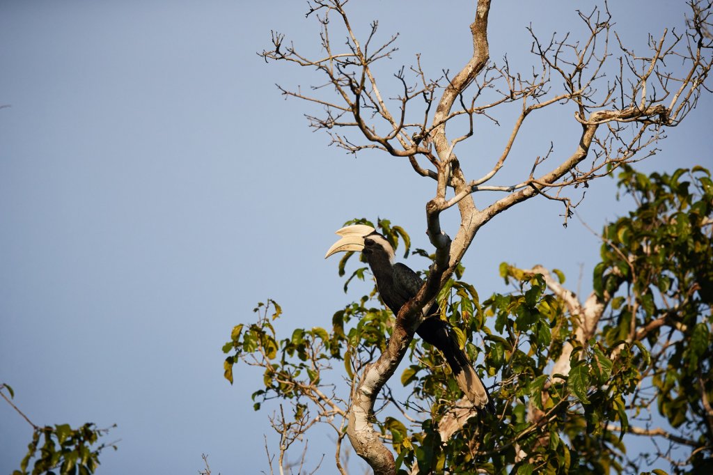 Malaienhornvogel (asian Black Hornbill), Sukau