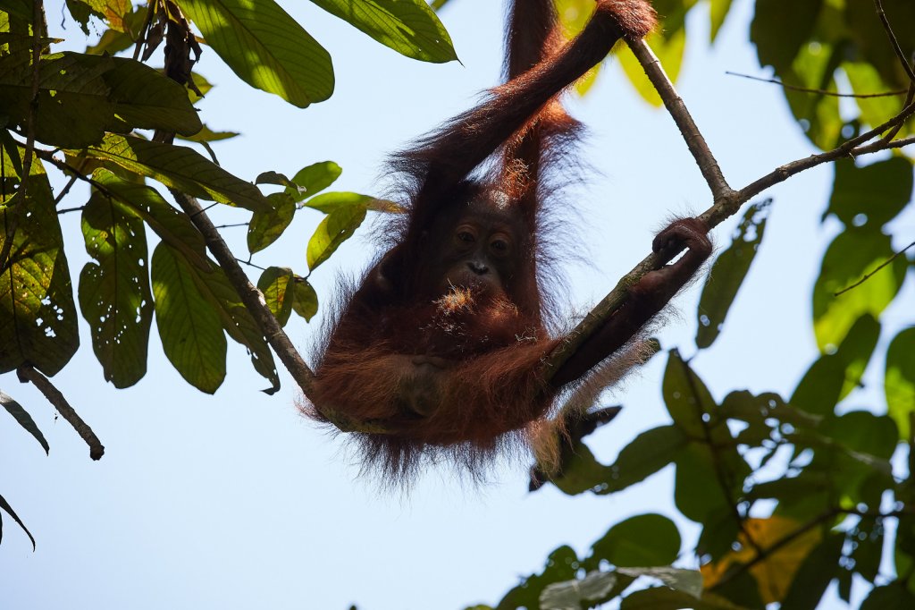 Orang Utan, Sukau
