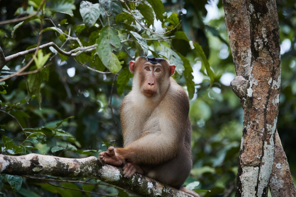 Südl. Schweinsaffe (Pig-Tailed Macaque), Sukau