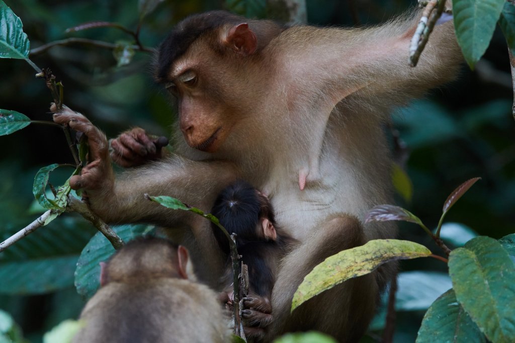Südl. Schweinsaffen (Pig-Tailed Macaques), Sukau