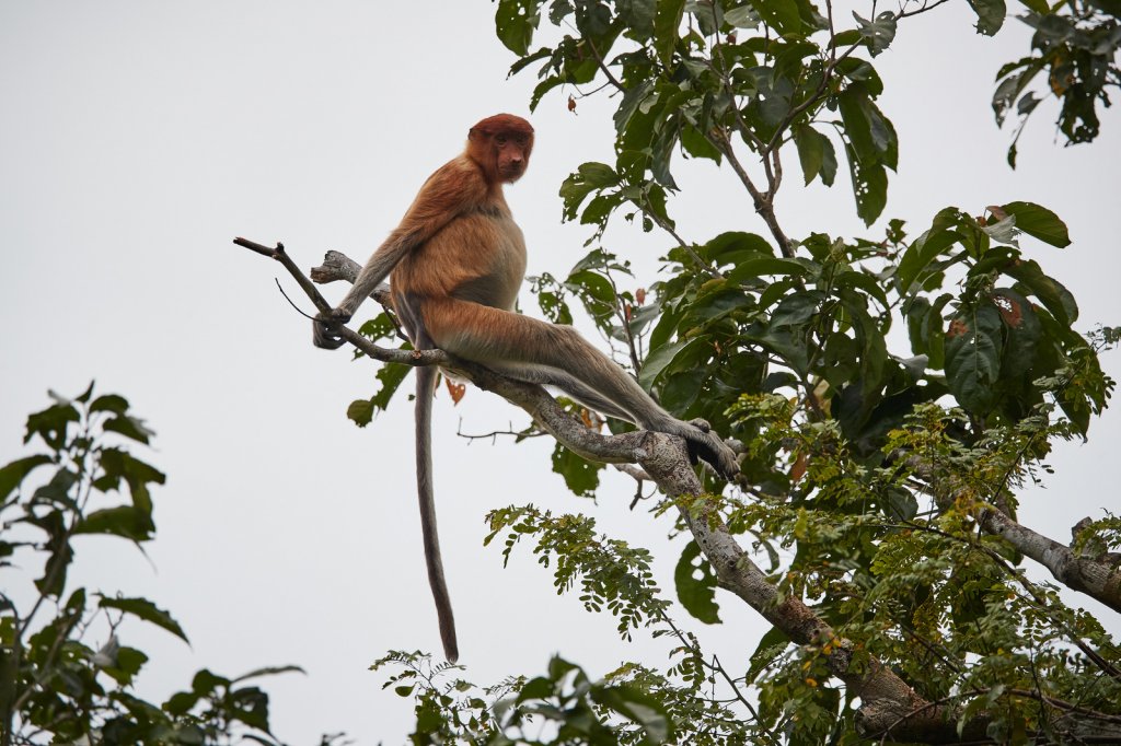 Nasenaffe (Proboscis Monkey), Sepilok