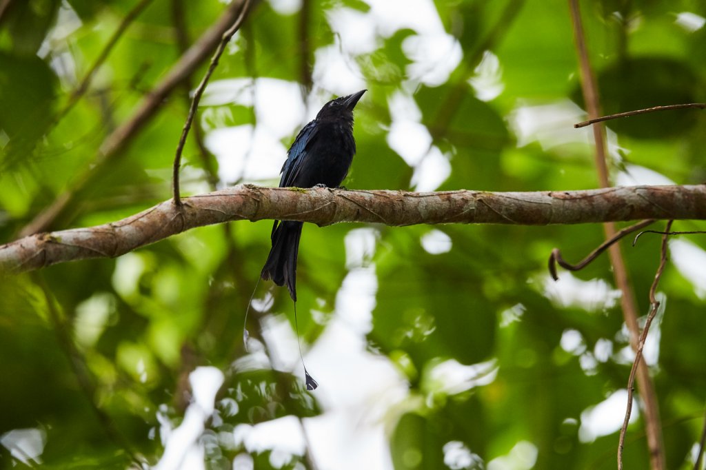 Flaggendrongo (Greater Racquet-tailed Drongo), Tabin