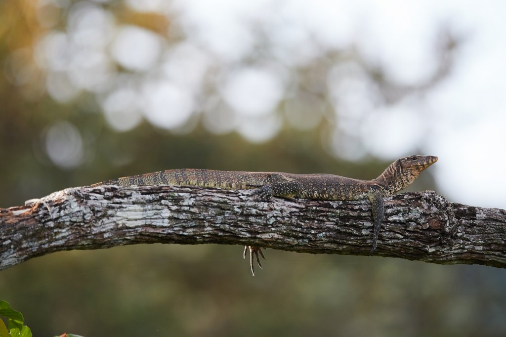 Bindenwaran (Monitor Lizard), Tabin