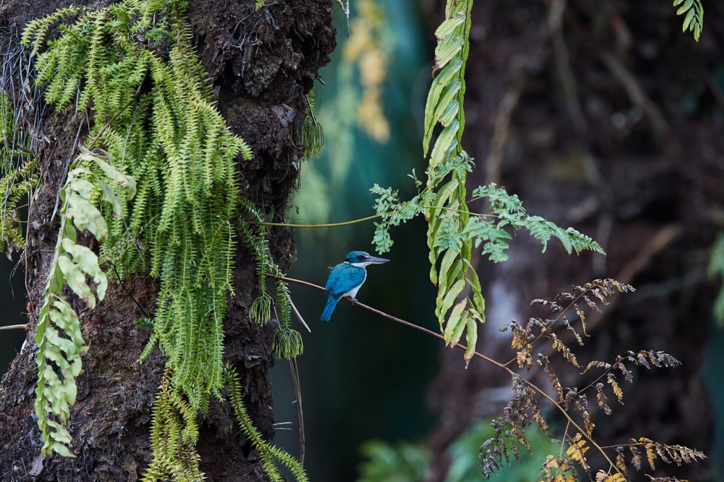 Halsbandliest (Collared Kingfisher), Tabin 