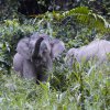 Borneo-Zwergelefanten (Borneo Pygmy Elephants), Tabin