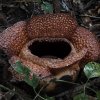 Rafflesia, Kinabalu NP