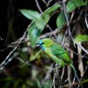 Prachtbartvogel (Golden-naped Barbet), Kinabalu NP