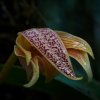 Orchidee, Kinabalu NP