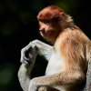 Nasenaffe (Proboscis Monkey), Labuk Bay