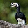Orienthornvogel (Oriental Pied Hornbill), Labuk Bay