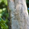 Braunbürzelspecht (Buff-rumped Woodpecker), Sepilok