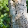 Braunbürzelspechte (Buff-rumped Woodpecker), Sepilok