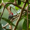 Kurzschwanzspecht (Grey and buff Woodpecker), Sepilok