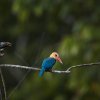 Storchschnabelliest (Stork-billed Kingfisher), Sukau