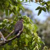 Schlangenweihe (Crested Serpent Eagle), Sukau