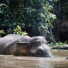 Borneo-Zwergelefanten (Borneo Pygmy Elephants), Sukau