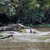 Borneo-Zwergelefanten (Borneo Pygmy Elephants), Sukau