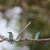 Malaienspint (Blue-throated Bee-eater), Sukau